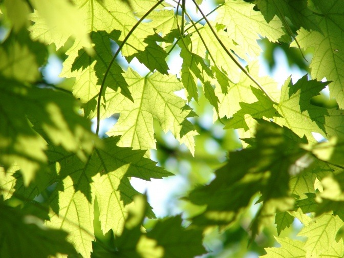 Blätter eines Baumes werden von der Sonne beschienen