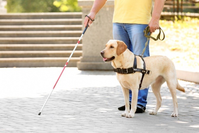 Ein Blindenhund hilft seinem Herrchen bei der Orientierung während eines Spaziergangs in der Stadt.