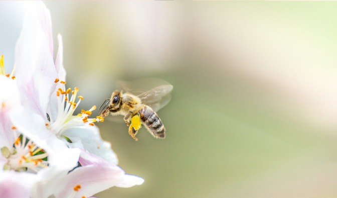 Eine Biene sammelt Nektar und Pollen von Apfelblüten