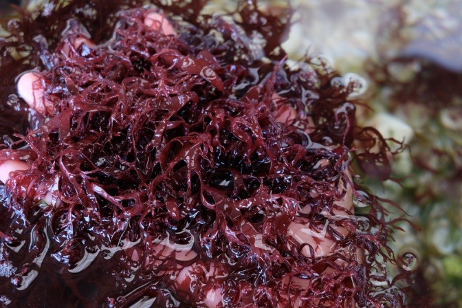 Blutregenalge als Rohstoff für Astaxanthin