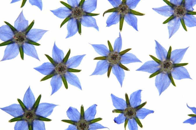 Blüten der Borretschpflanze