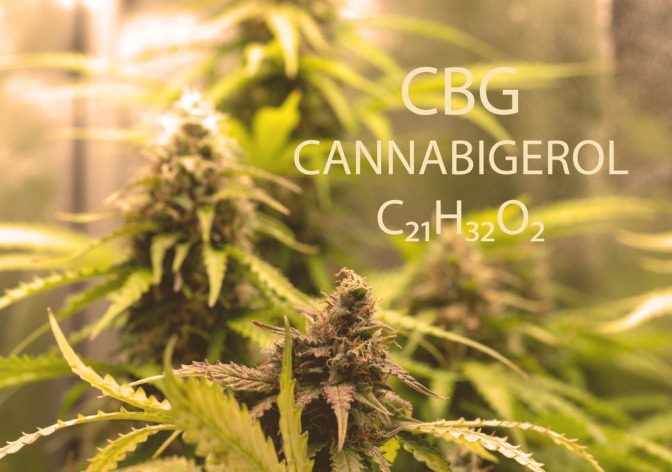 Hanfpflanze und chemischer Aufbau von CBG