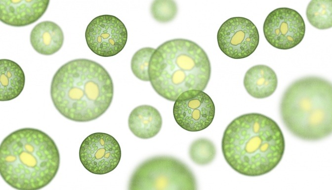 Chlorella Algen stark vergrößert