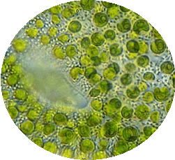Chlorella Alge (Chlorella vulgaris) ist unter dem Mikroskop zu sehen