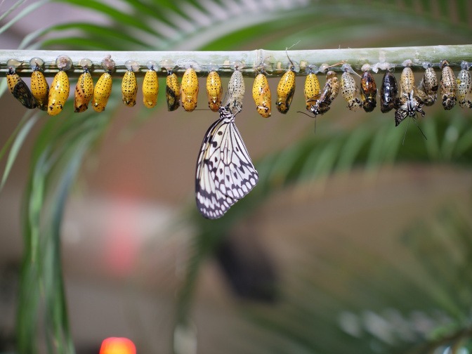 Ein Schmetterling schlüpft aus einem Cocon