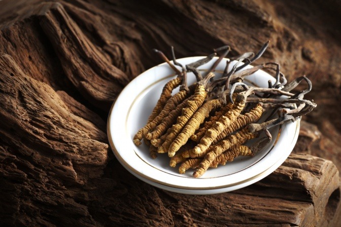 Raupenpilz (Cordyceps) liegt auf einem Teller