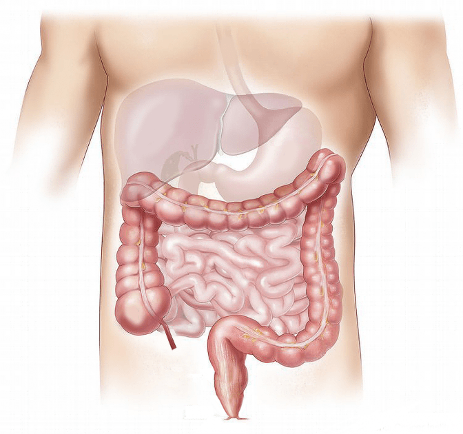 Der Korpus eines Menschen mit Darm und Magen ist gezeichnet