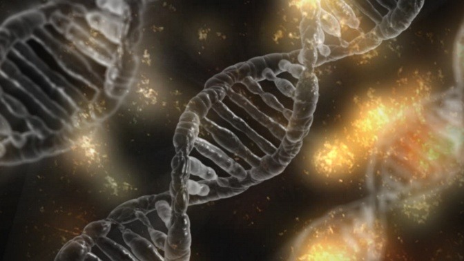 Die DNA ist die Erbinformation einer jeden Zelle