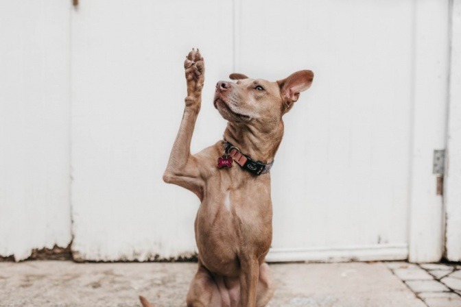 Ein Hund streckt seine Pfote in die Luft