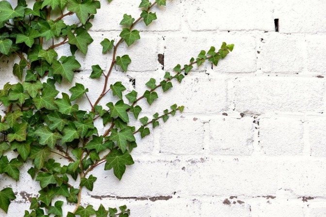 An einer weißen Ziegelstein-Wand klettert eine Efeu-Pflanze hoch