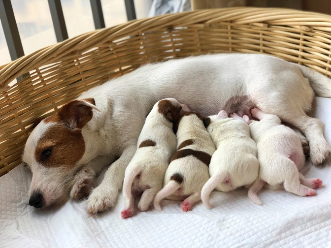 Hundemutter mit Welpen im Körbchen