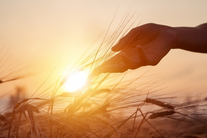 Eine Hand auf einem Feld tankt Energie in der Sonne