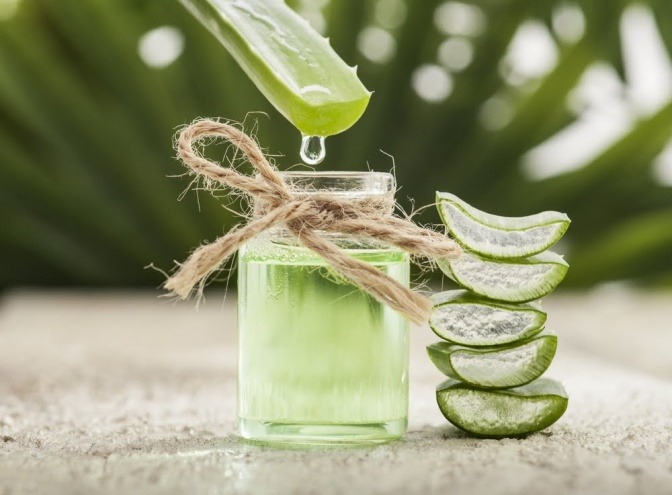 geschnittene Aloe Vera tropft 
