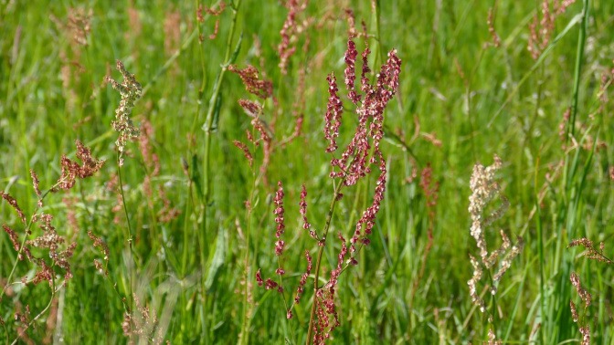 Essbare Pflanze Sauerampfer wächst auf der Wiese