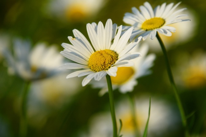 Essbare Wildpflanze Gänseblümchen wächst auf der Wiese