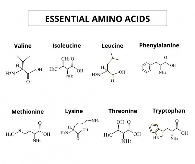 Essentielle Aminosäuren Formeln