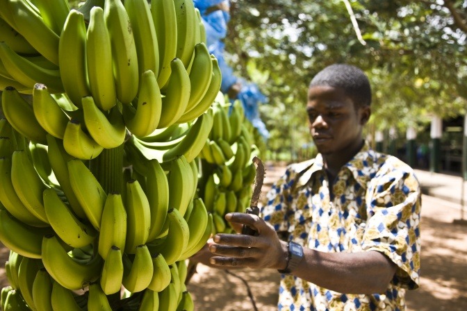 Ein Arbeiter ist auf einer Fairtrade Bananen Plantage