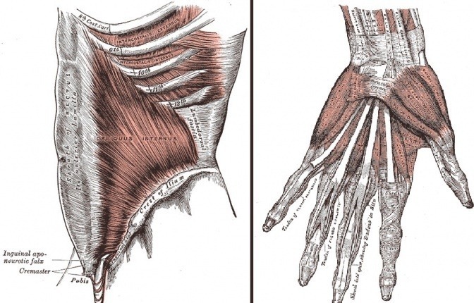 Eine Grafik zeigt Faszien in der Hand und im Oberkörper