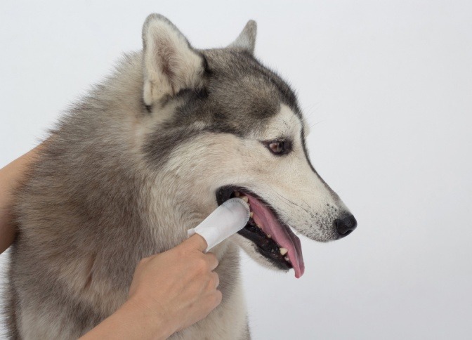 Zahnpflege bei einem großen Hund mit Fingerling.