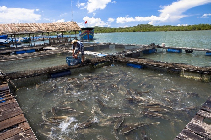 Ein Fischer füttert Fische bei einer Fischfarm
