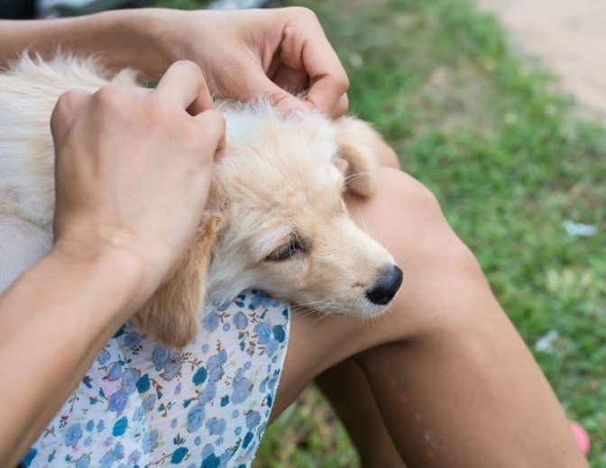 Eine Frau kontrolliert das Fell ihres Hundes