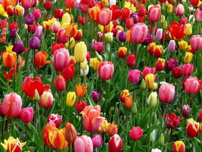 Ein Tulpenfeld ist zu sehen und kündigt Frühjahrsmüdigkeit an