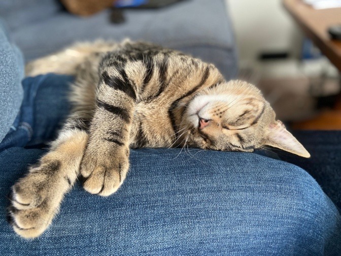 Eine zuvor gestresste Katze liegt am Schoß einer Frau, die für sie da ist