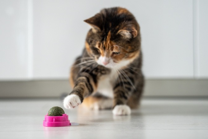Eine Katze möchte einen Ball mit der Pfote von einem Becher wegschieben