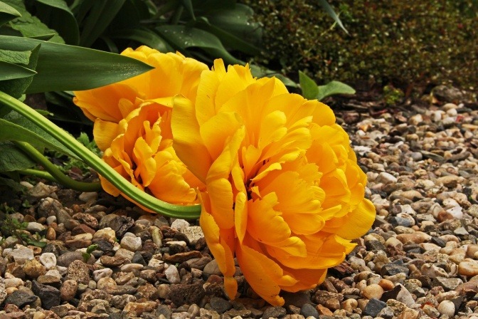 Die gelben Blüten einer Blume liegen auf Steinen