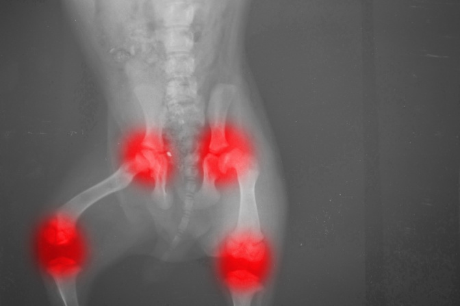 Das Röntgenbild zeigt die entzündeten Gelenke eines Hundes