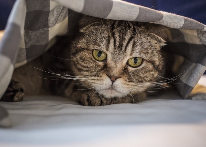 Das Thema Stress bei Katzen wird am Beispiel dieser angespannt wirkenden Katze, die misstrauisch unter einer Bettdecke hervorblickt, sehr gut verbildlicht.