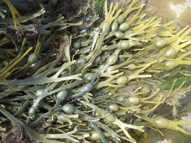 Nahaufnahme der gesunden Alge Ascophyllum
