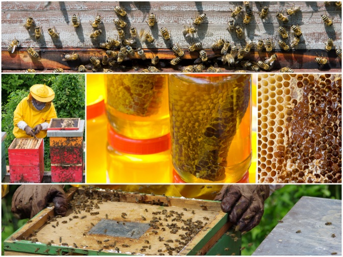 Collage von der Gewinnung von Propolis
