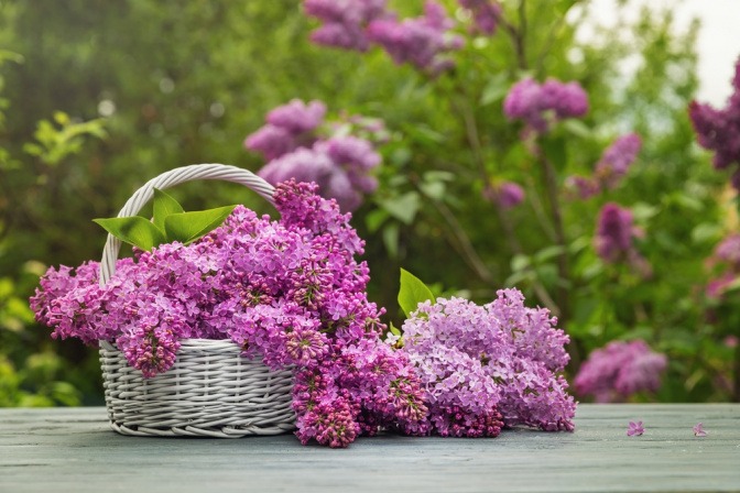 Blüten von Flieder in einem Korb