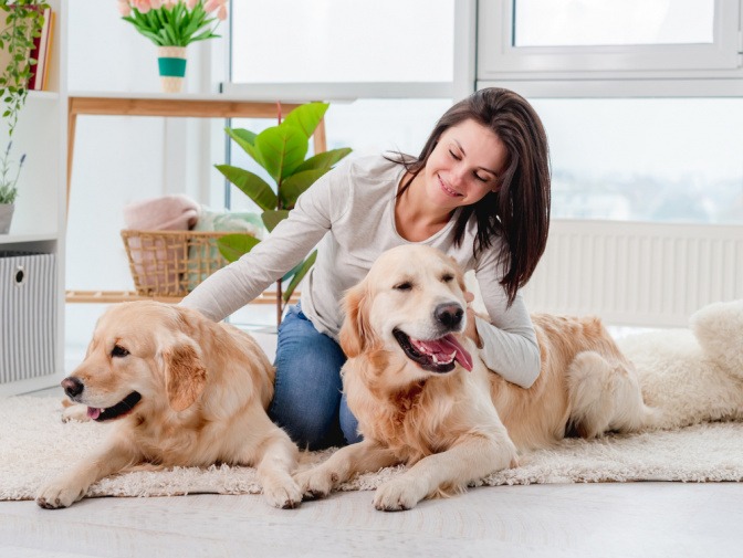 Frau mit zwei Hunden im Zimmer mit giftiger Pflanze Gummibaum