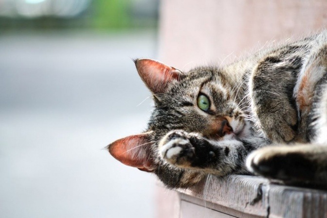 Eine Katze liegt auf einem Stuhl und verdeckt eines ihrer Augen mit ihrer Pfote