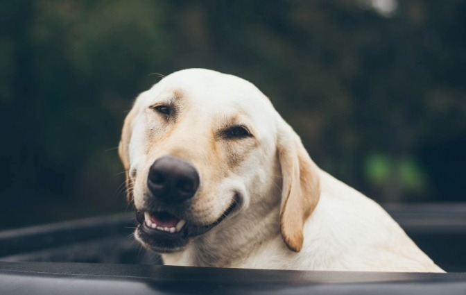 Ein Labrador lacht glücklich in die Kamera