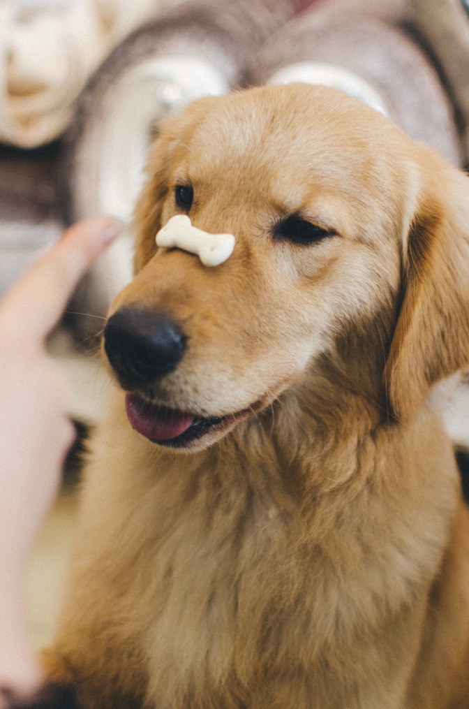 Ein Golden Retriever balanciert ein Leckerli auf seiner Nase