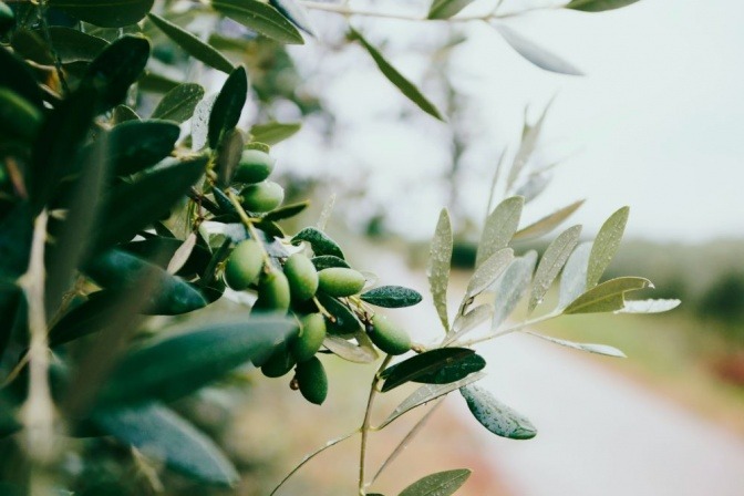 Grüne Oliven mit vielen Polyphenolen wachsen