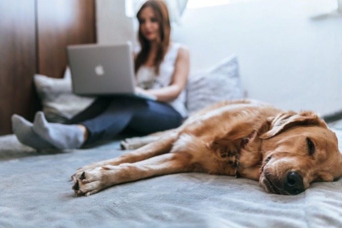 Ein von Elektrosmog müder Hund liegt neben einer Frau mit Laptop