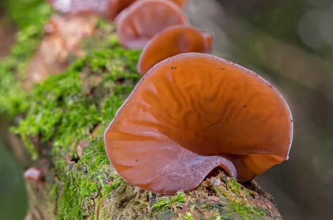 Heimischer essbarer Pilz Judasohr