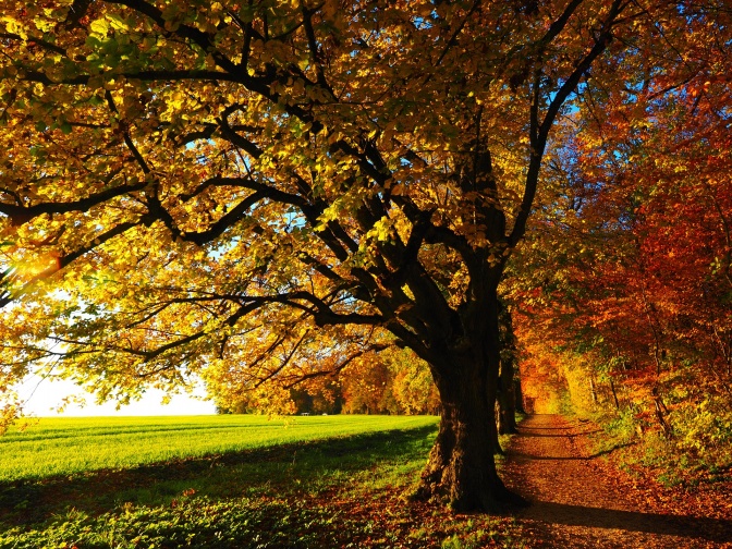 Baum im gelben herbstlichen Laub. Im Hintergrund eine grüne Wiese im Sonnenschein