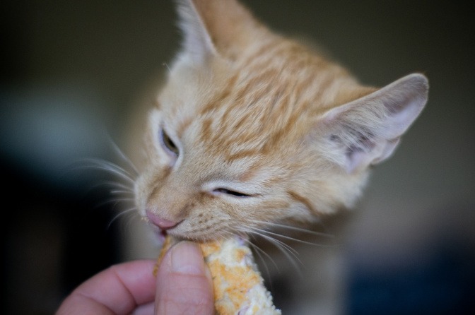 Regelmäßige Nahrung ist ein wichtiges Katzenschnupfen Hausmittel. In diesem Foto knabbert eine orange-weiß gestreifte Katze an einem kleinen Snack, den ein Mensch in seiner Hand hält.