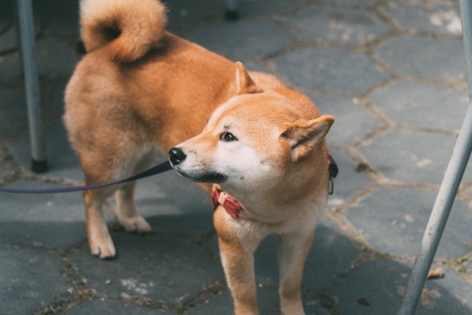 Ein brauner Hund hängt an einer Leine