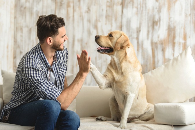 Mann macht High-Five Geste mit seinem Golden Retriever.