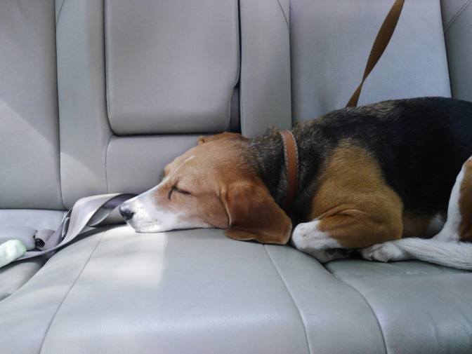 Hund schläft am Rücksitz