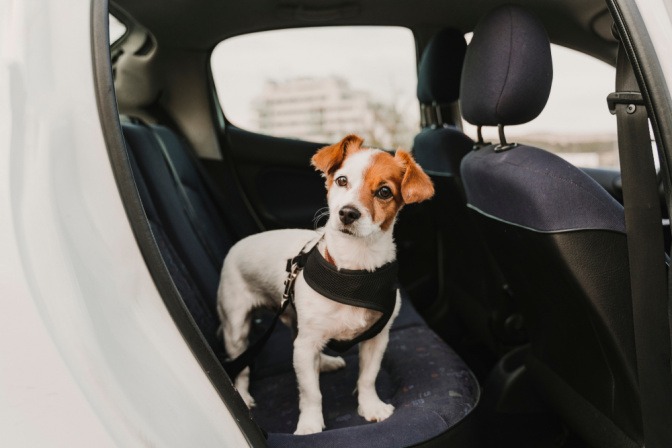 Hund mit Sicherheitsgurt im Auto