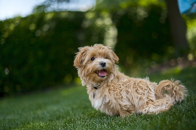 Ein Hund auf einer Wiese