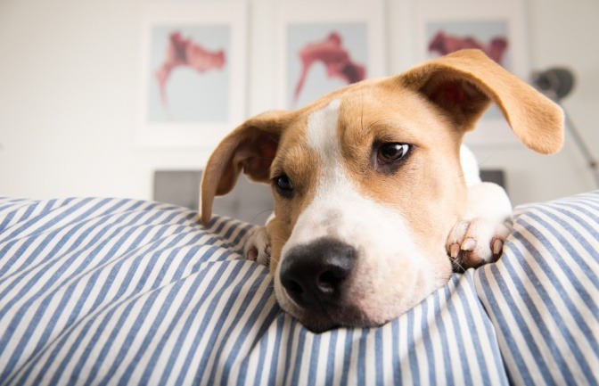 Ein Hund fühlt sich nicht gut