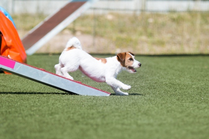 Jack Russel Terrier absolviert Pacours.